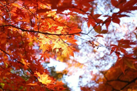 紅葉