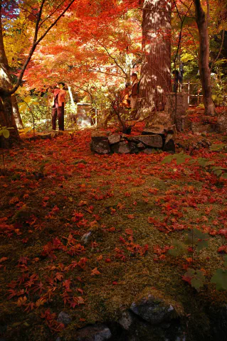 苔の地面に広がる落ち葉