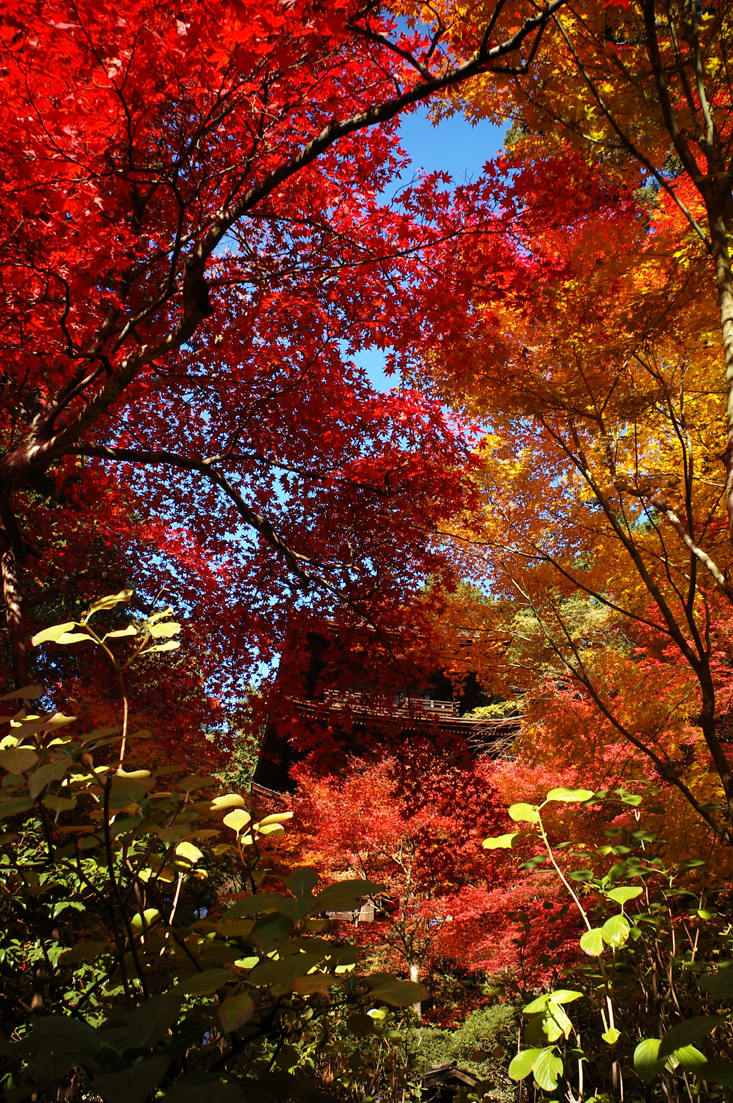 三重塔と紅葉