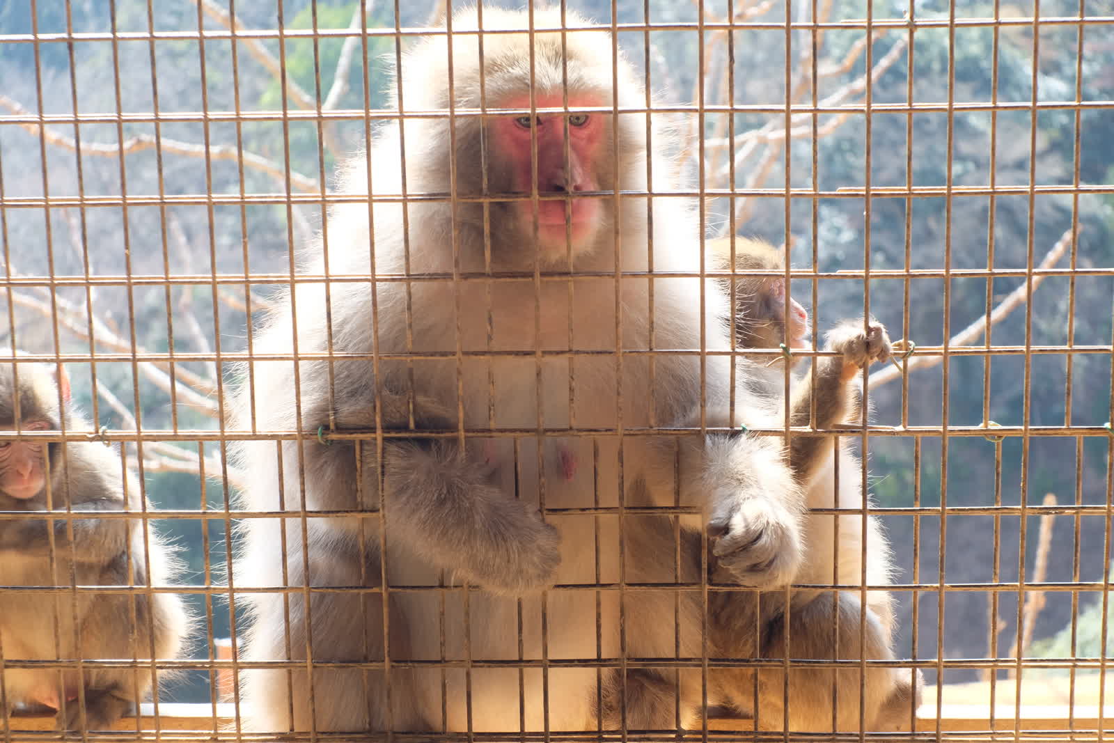 サル