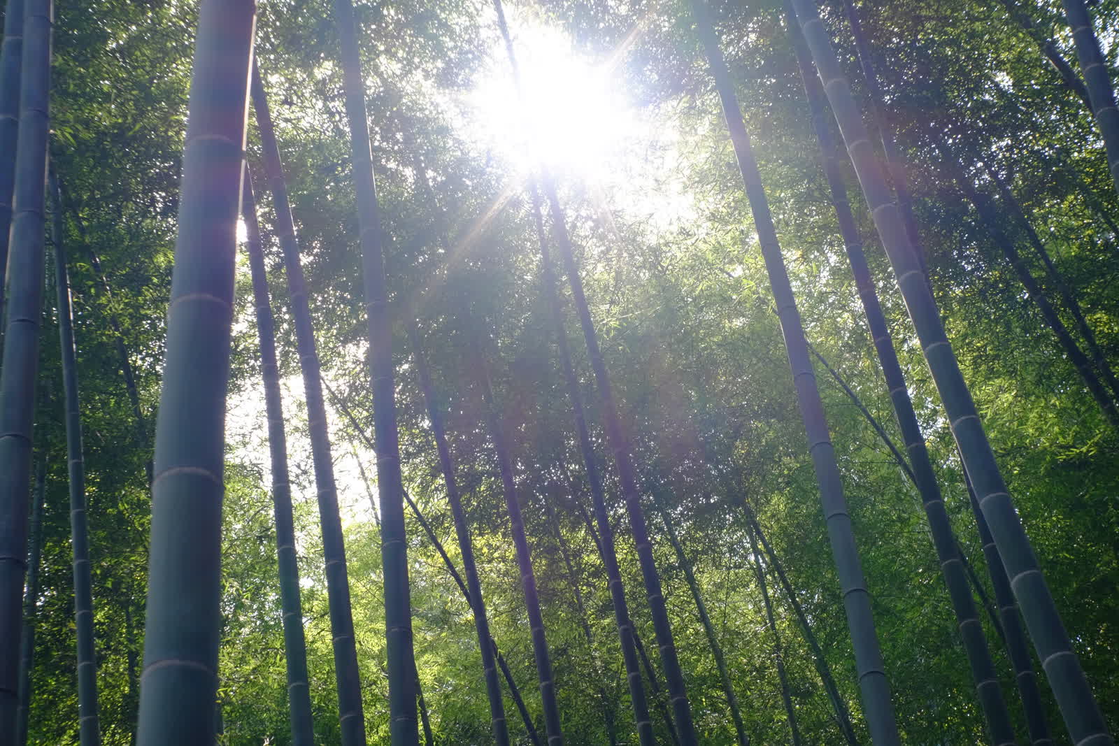 竹