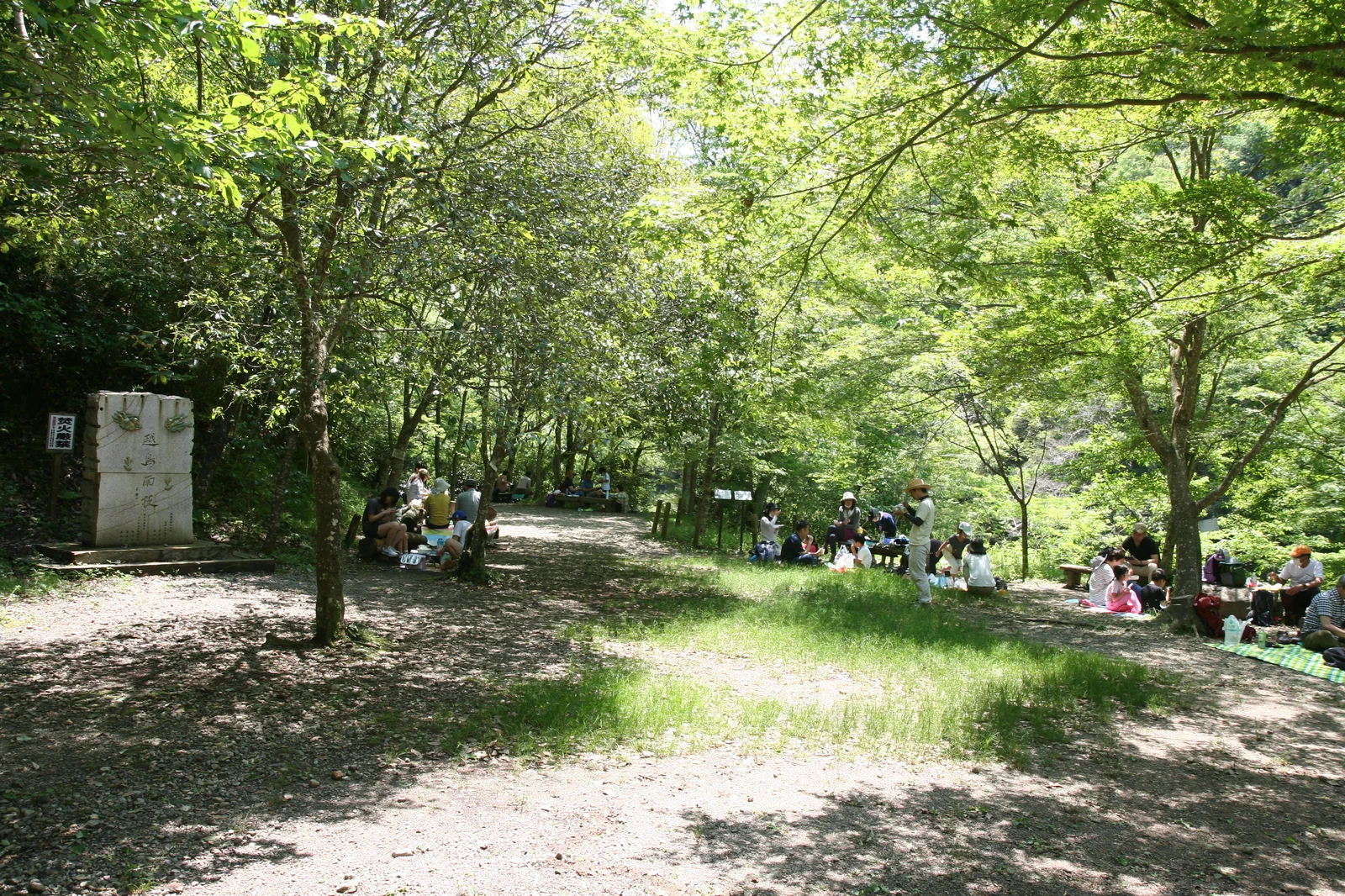 親水広場の桜の木