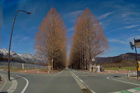 メタセコイア並木