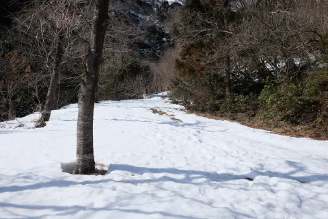 雪に覆われた車道
