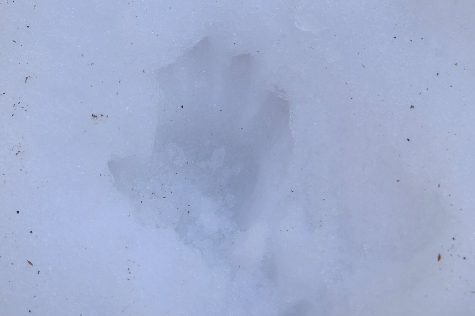 猿の手跡