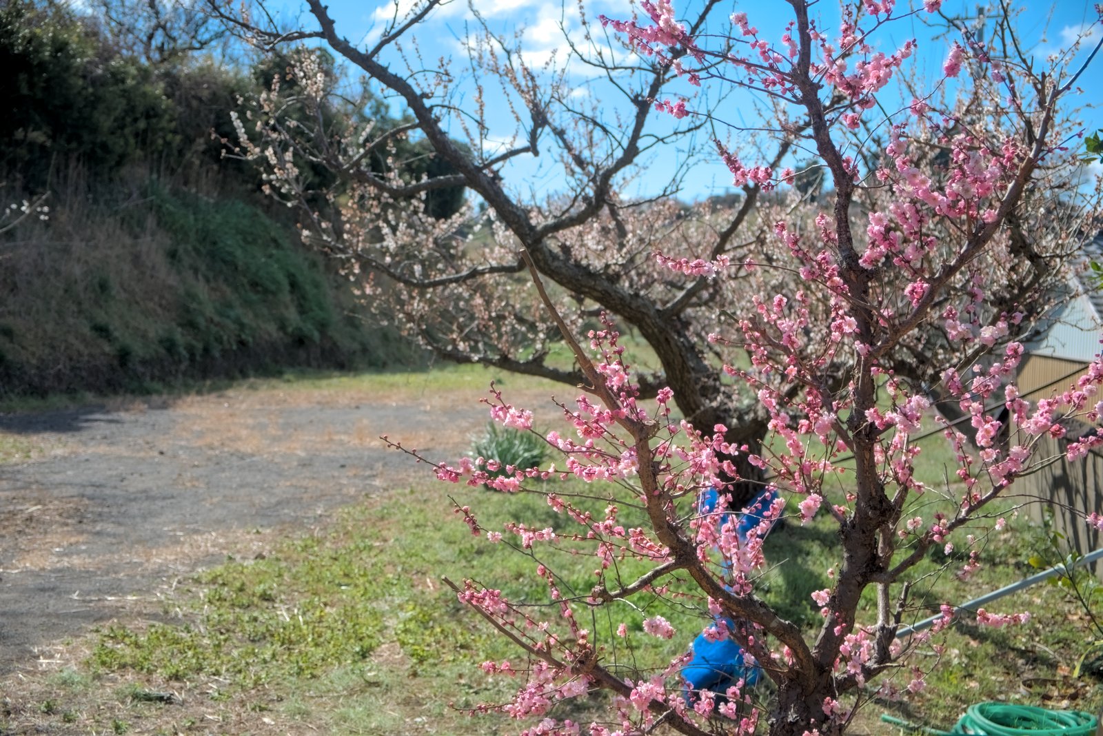 梅の花