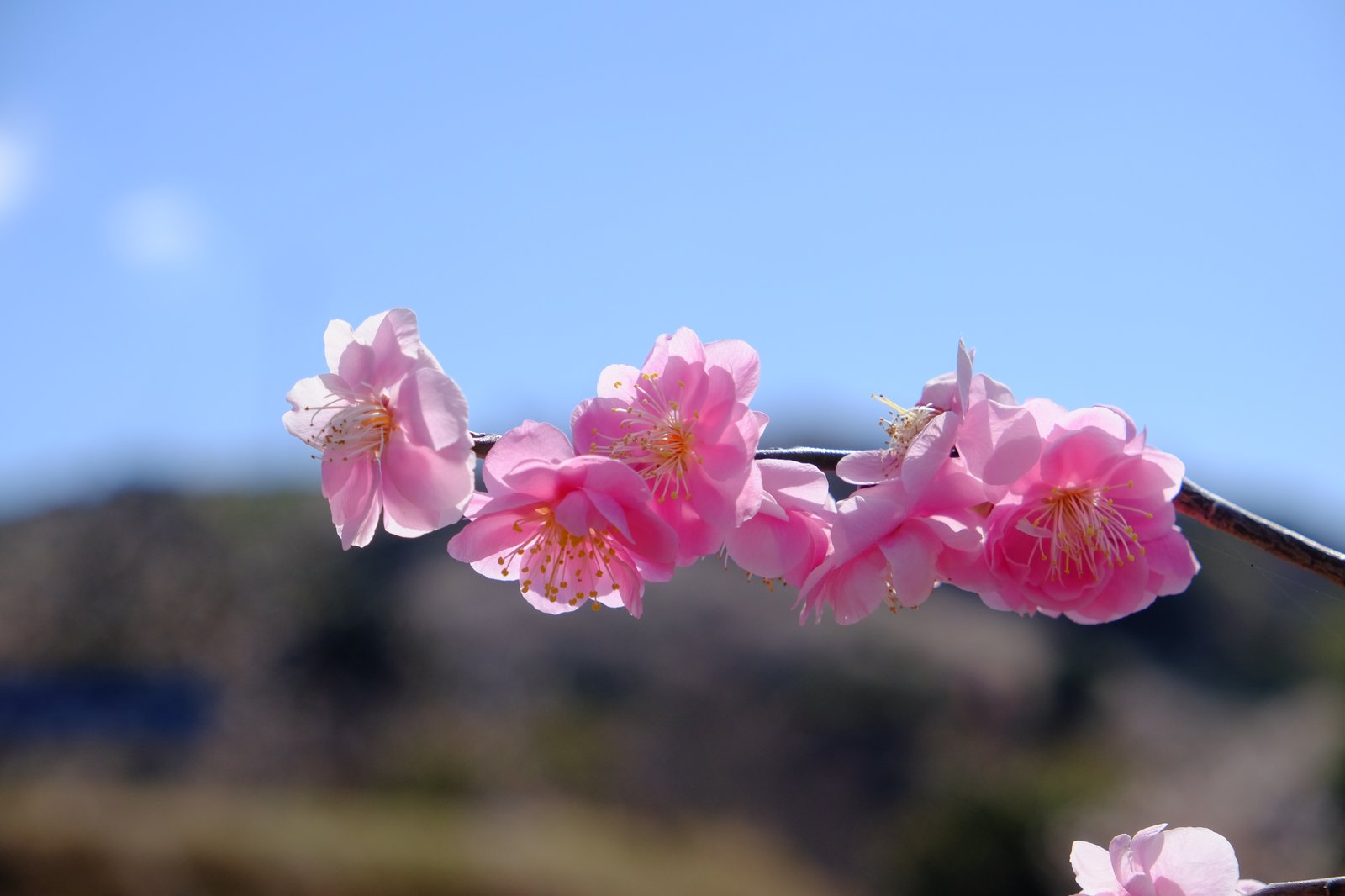 ピンク色の梅の花