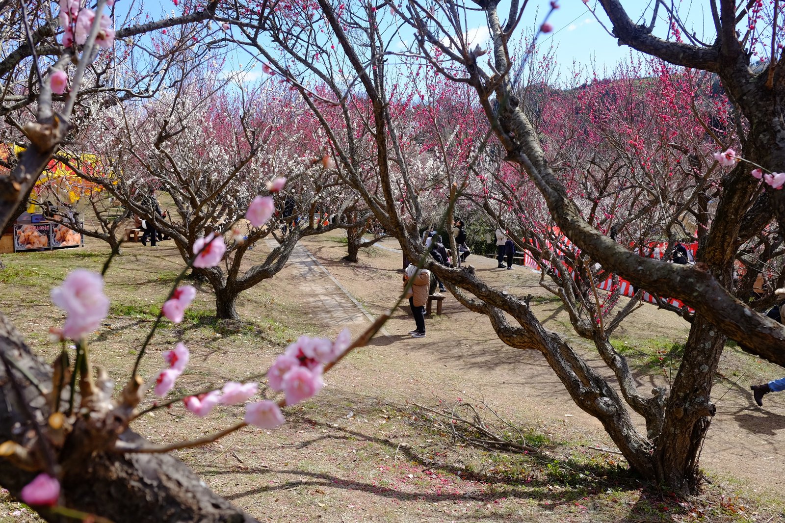 梅林公園に咲く赤白の梅の花