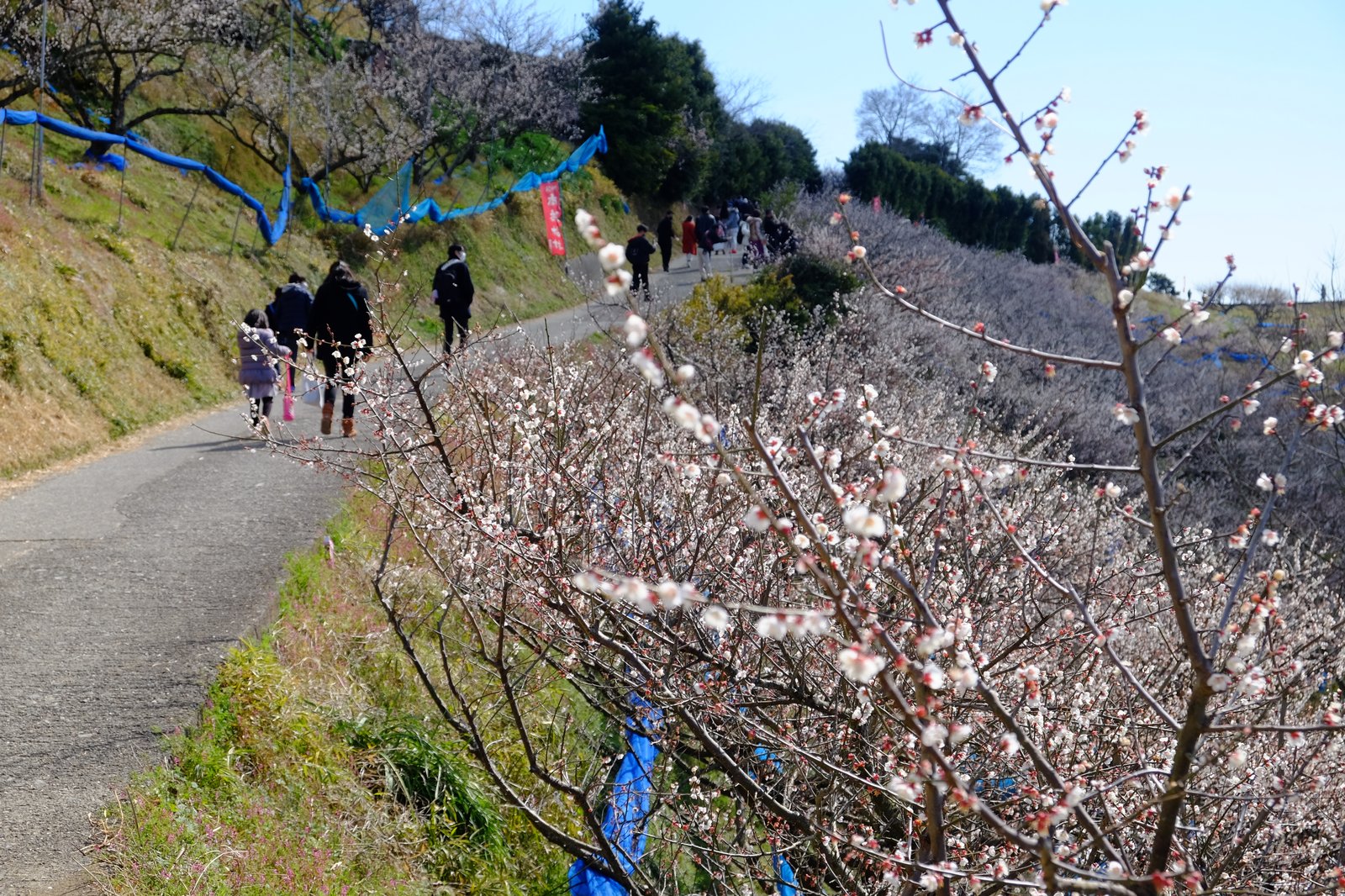 尾根道を進む