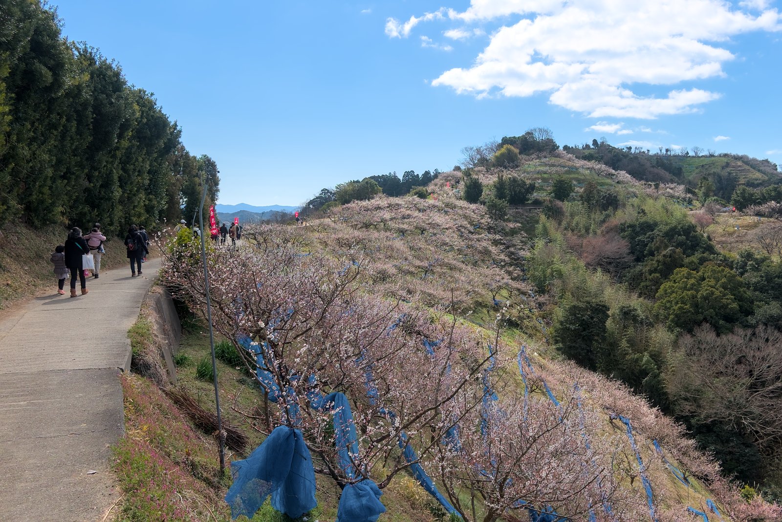 梅の咲く尾根道