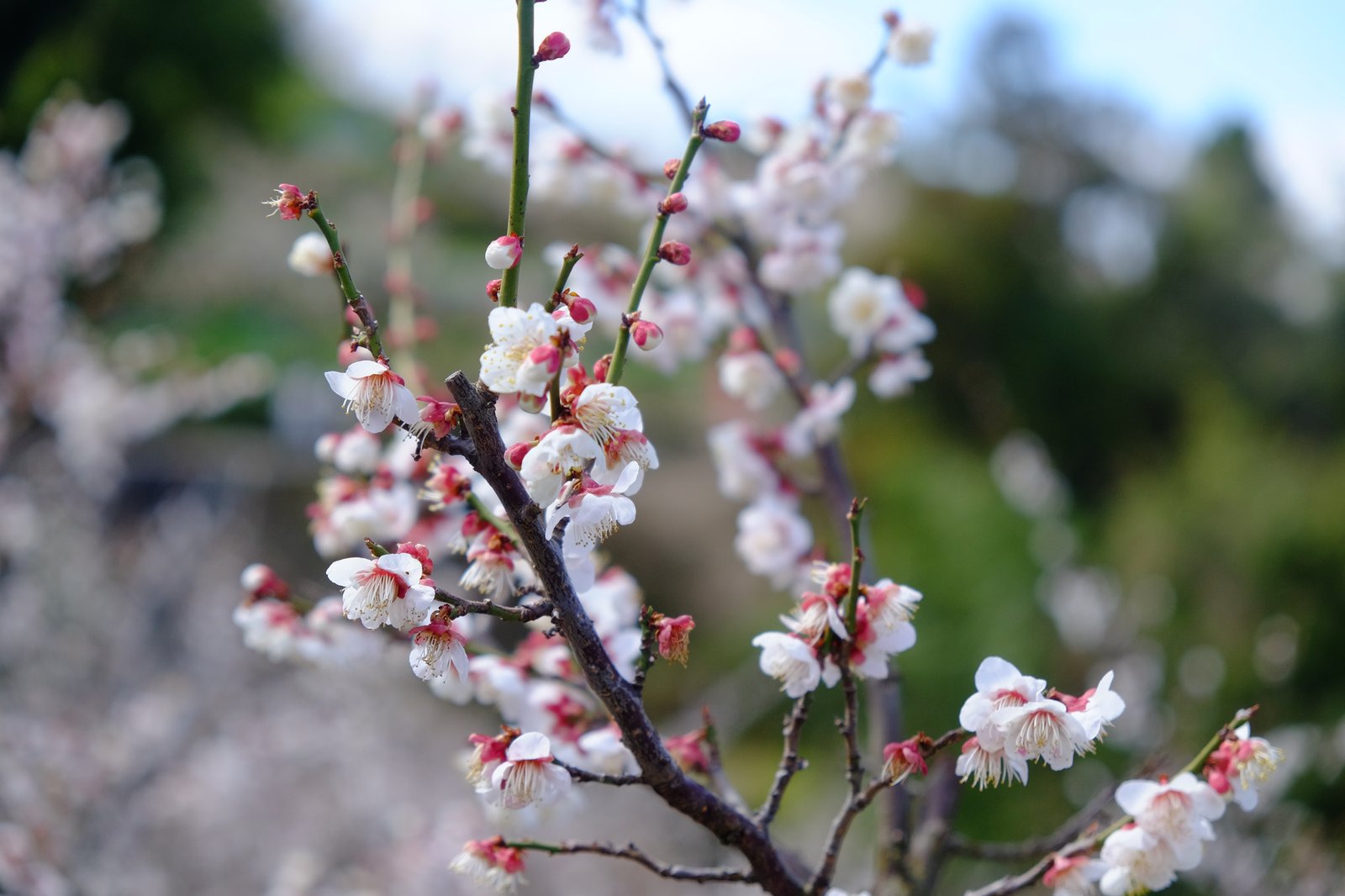 白い梅の花