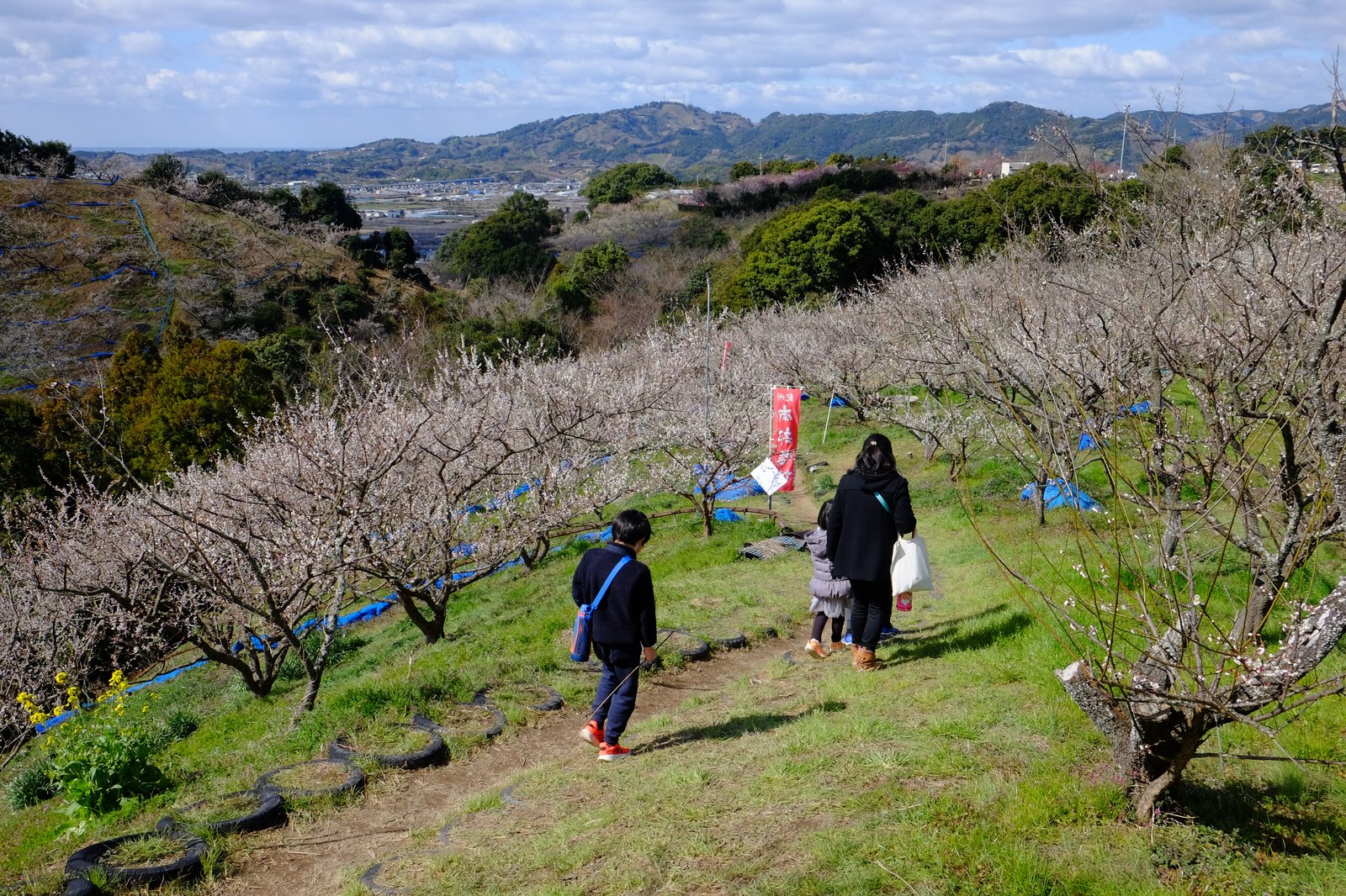 梅林の中を歩く