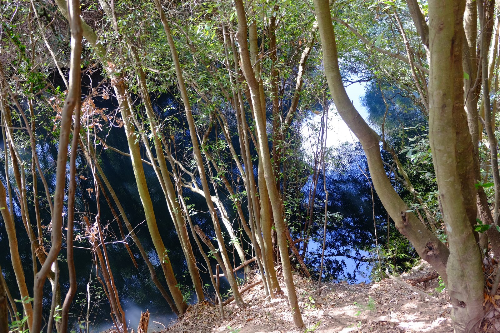 旧池