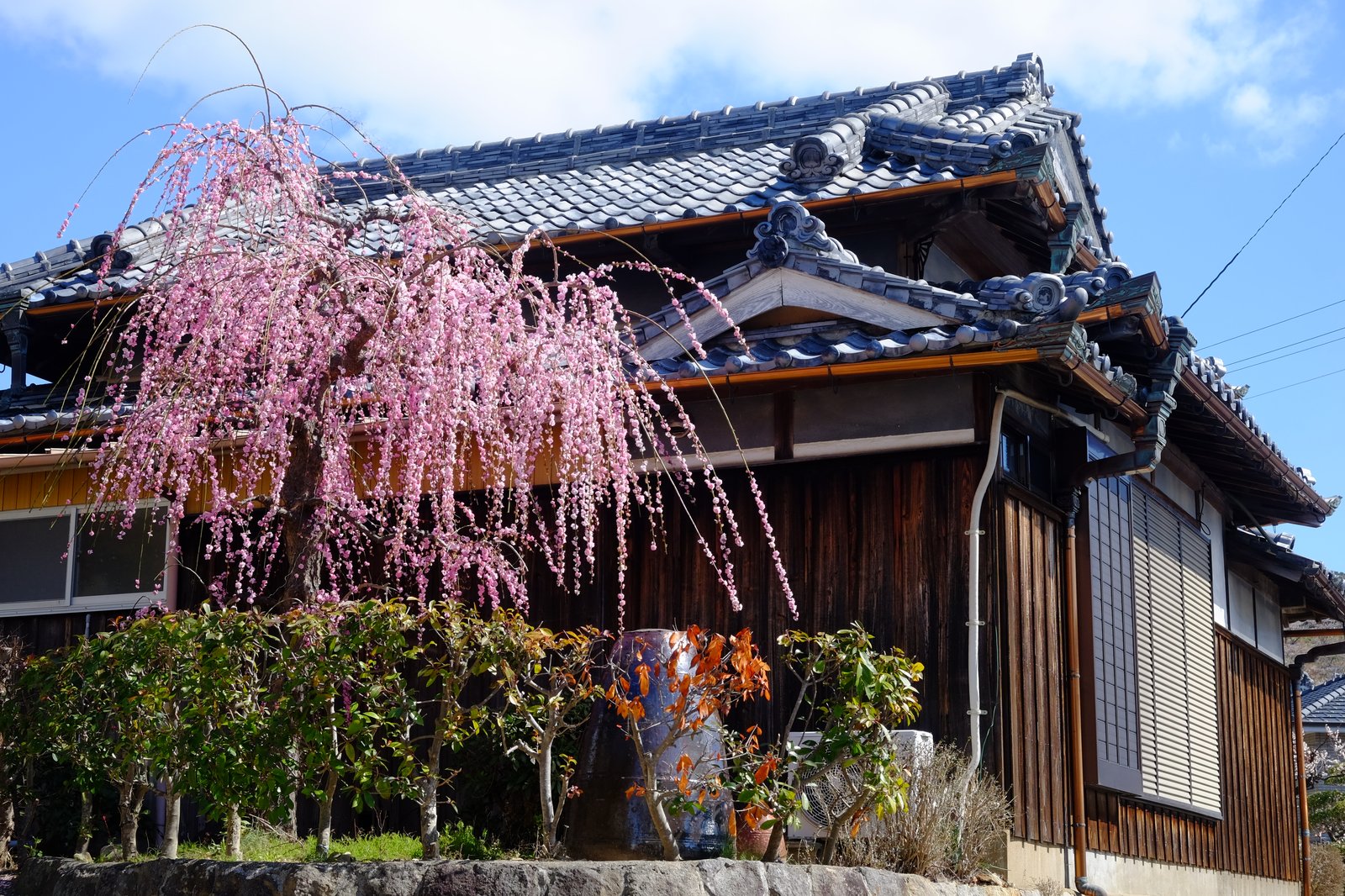 梅の花が咲く家