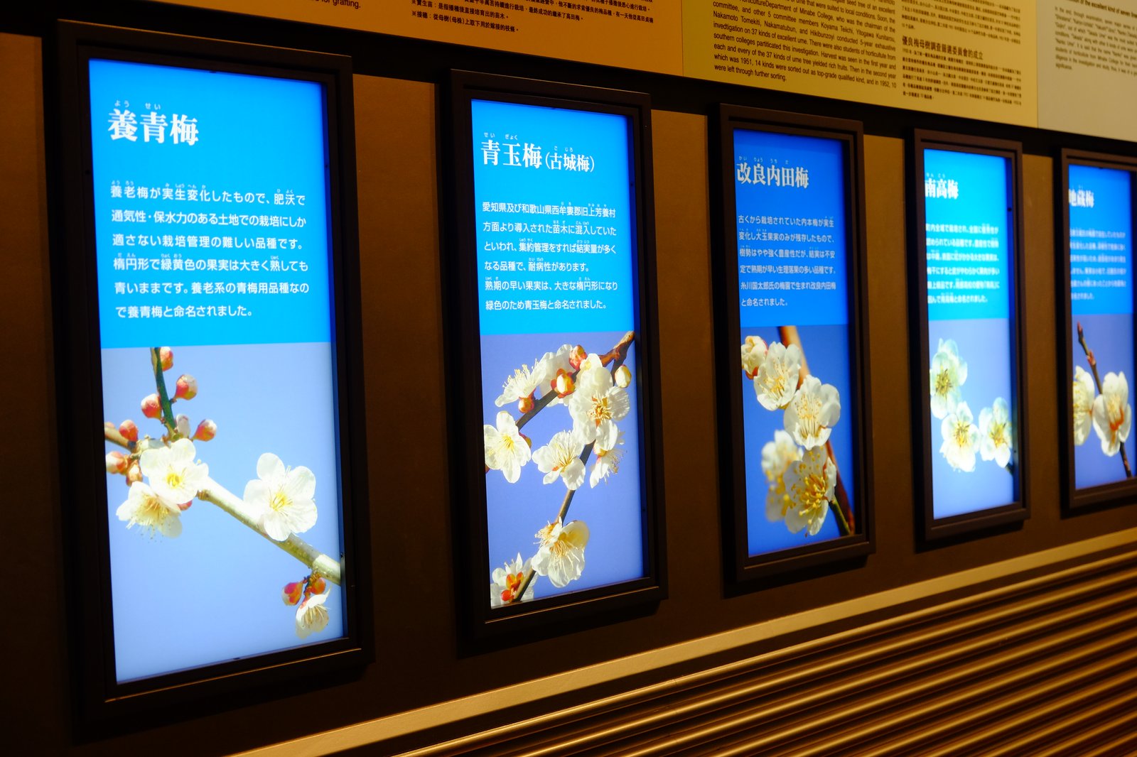 梅の花の説明パネル