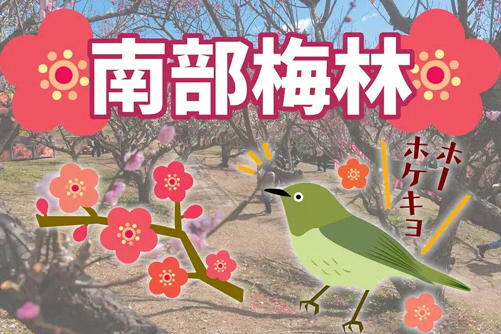 和歌山県の梅の名所 南部梅林 featured image