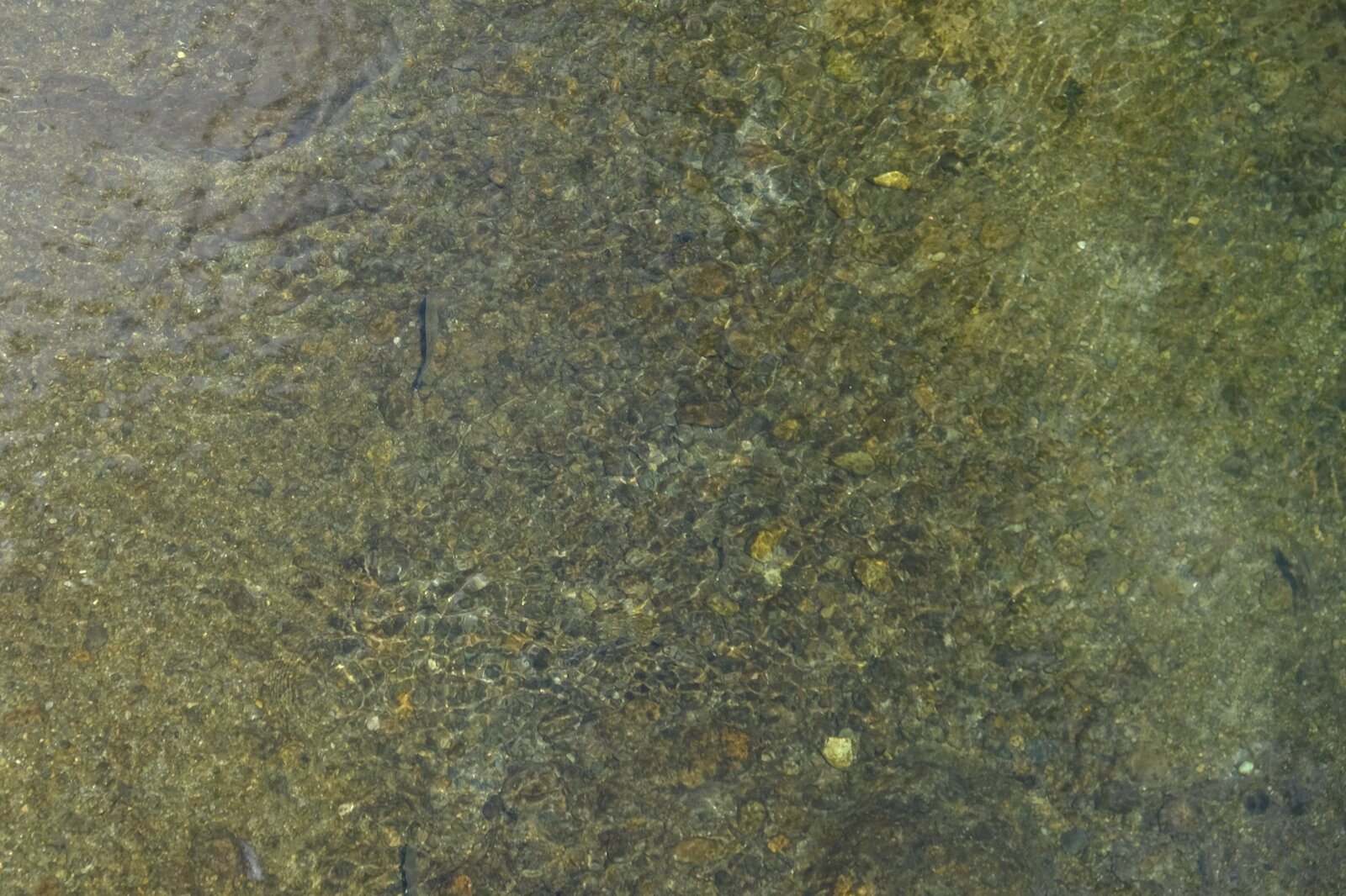 魚の泳ぐ山上川