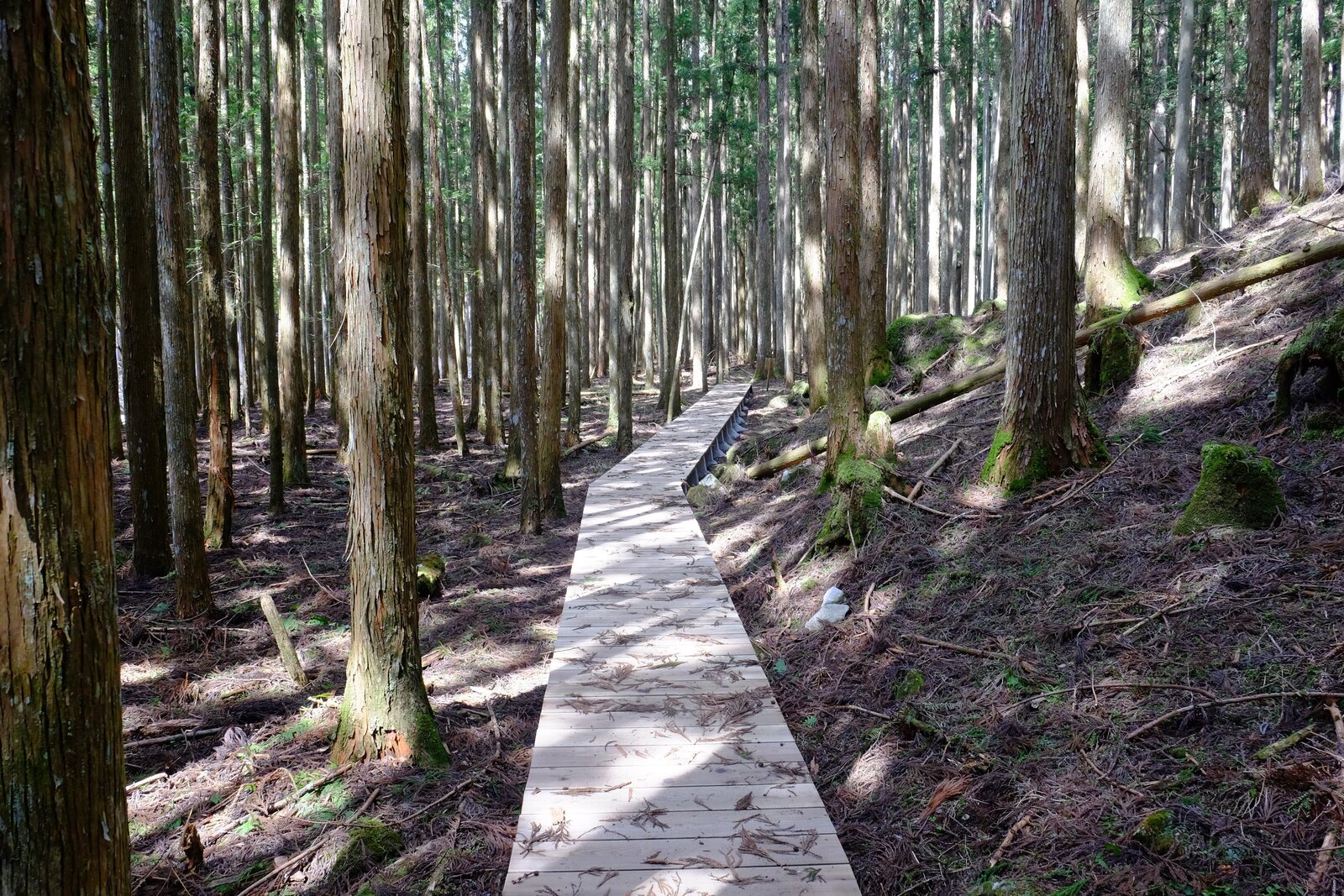 杉林