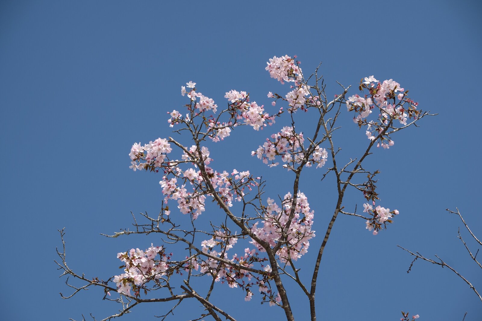 桜の花