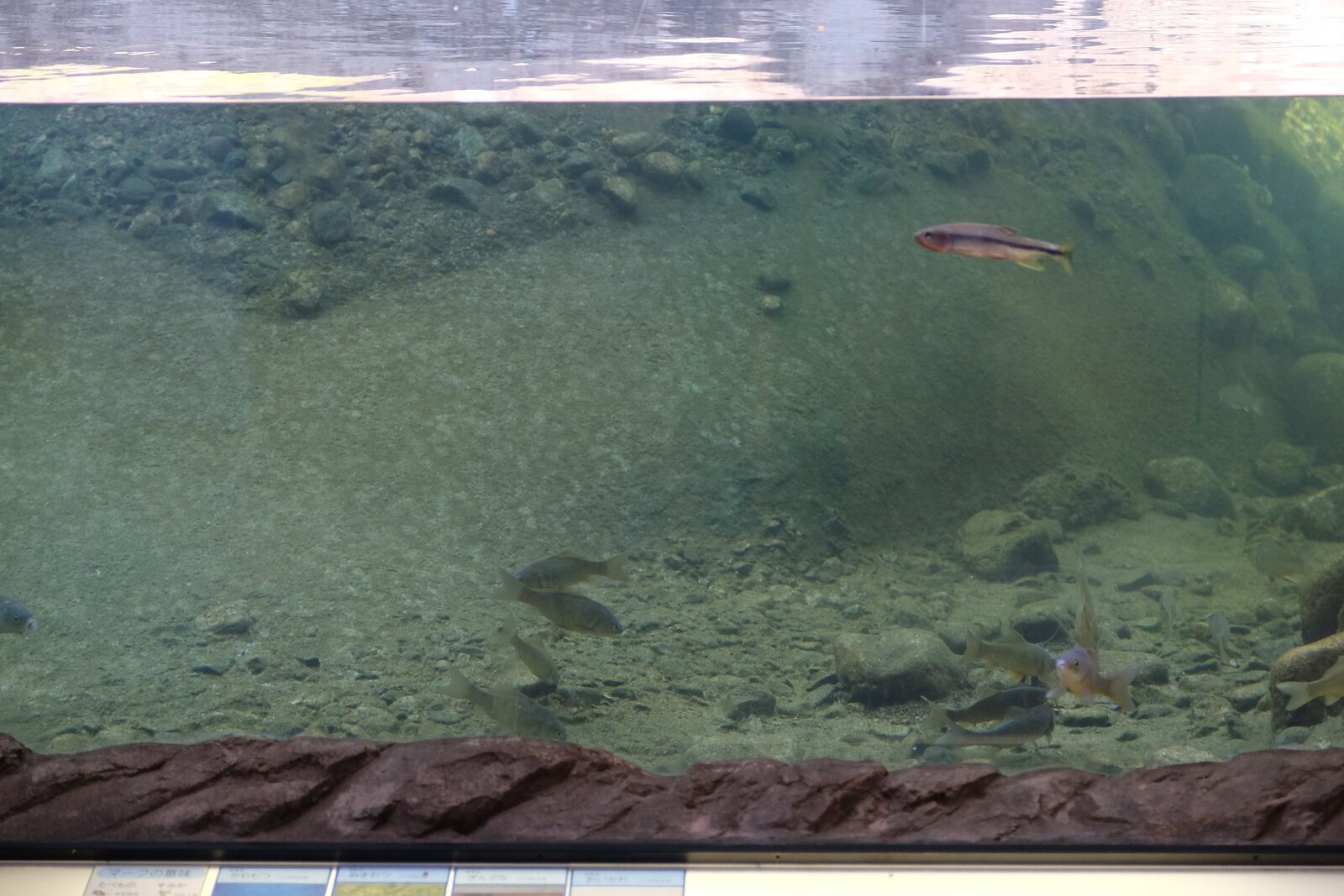 川魚の水槽