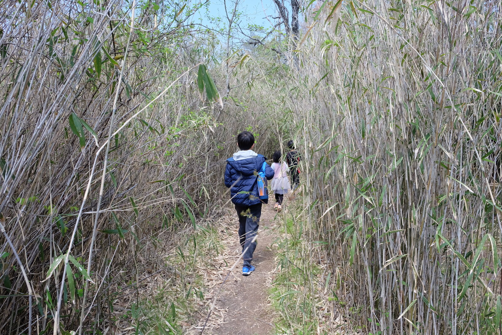 笹の迷路