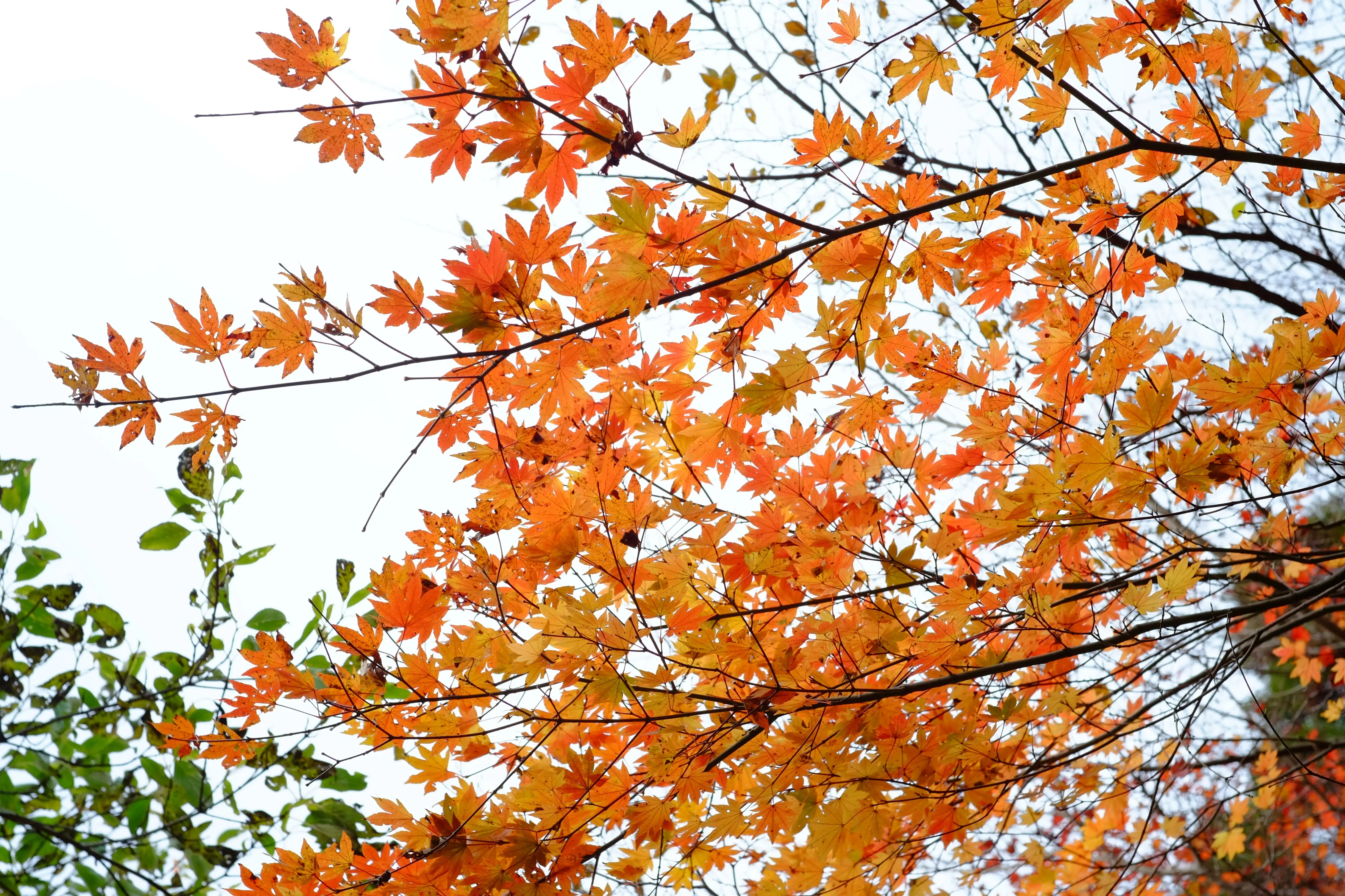 紅葉