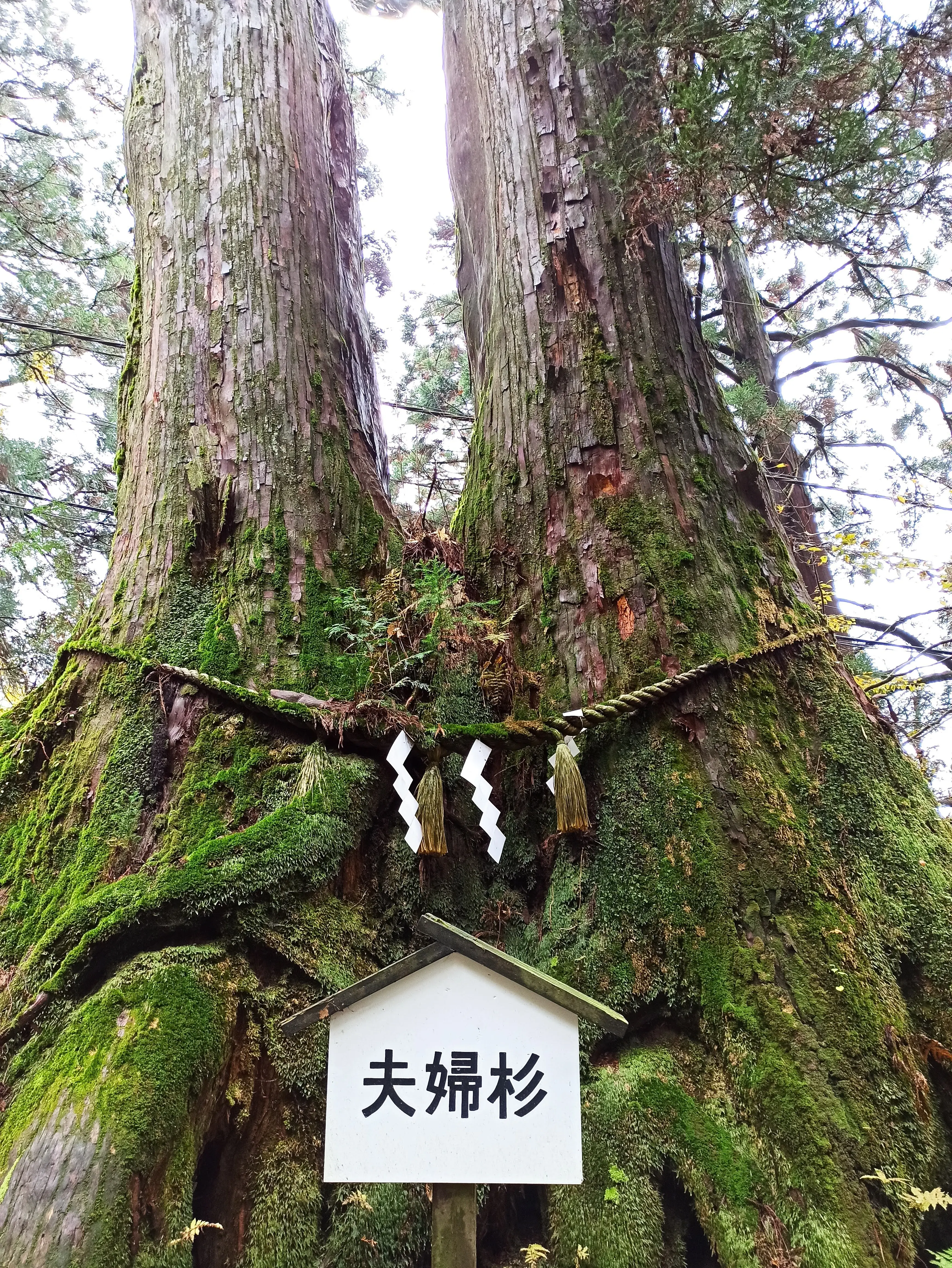 夫婦杉