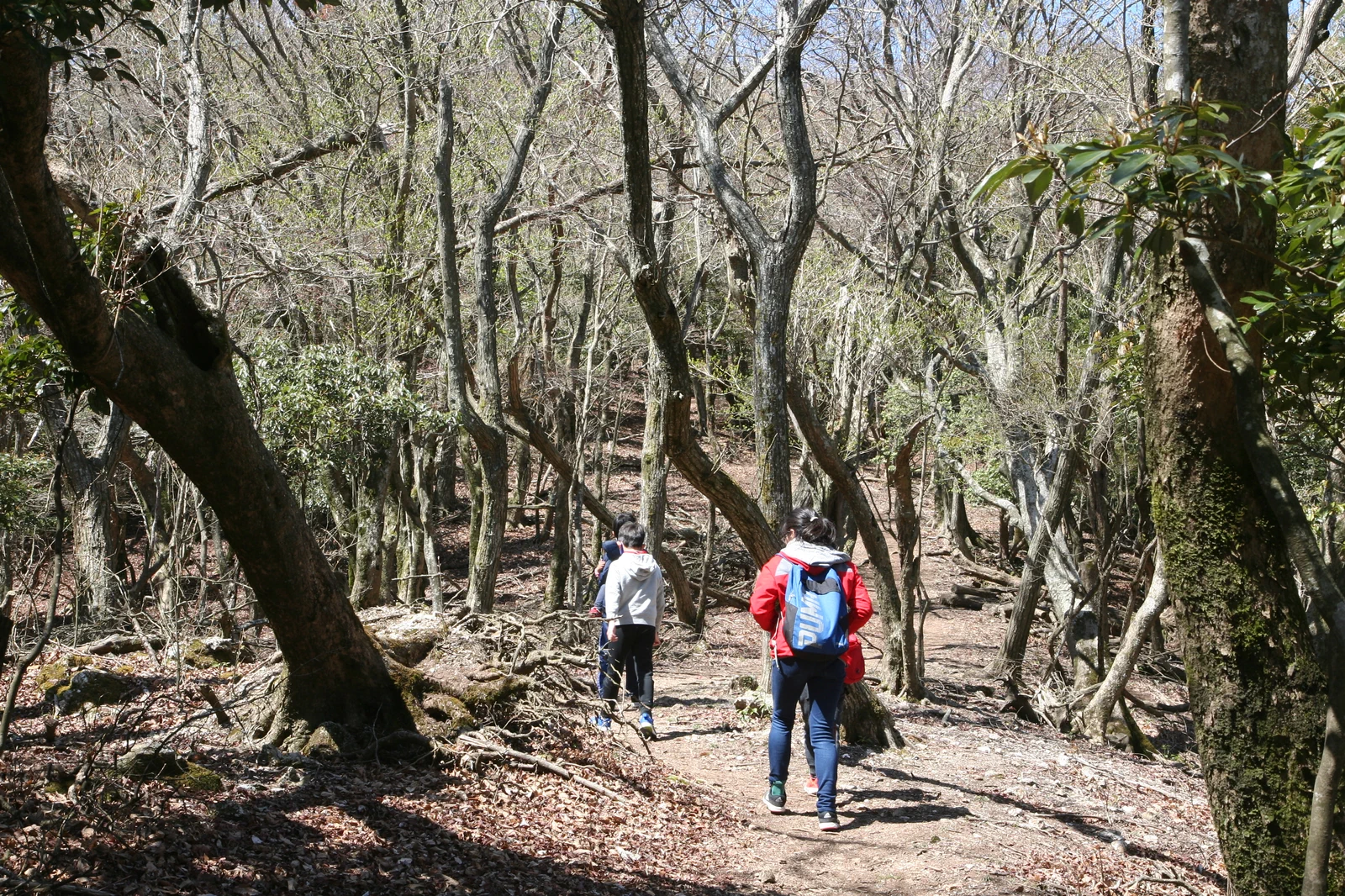 木々に囲まれた道