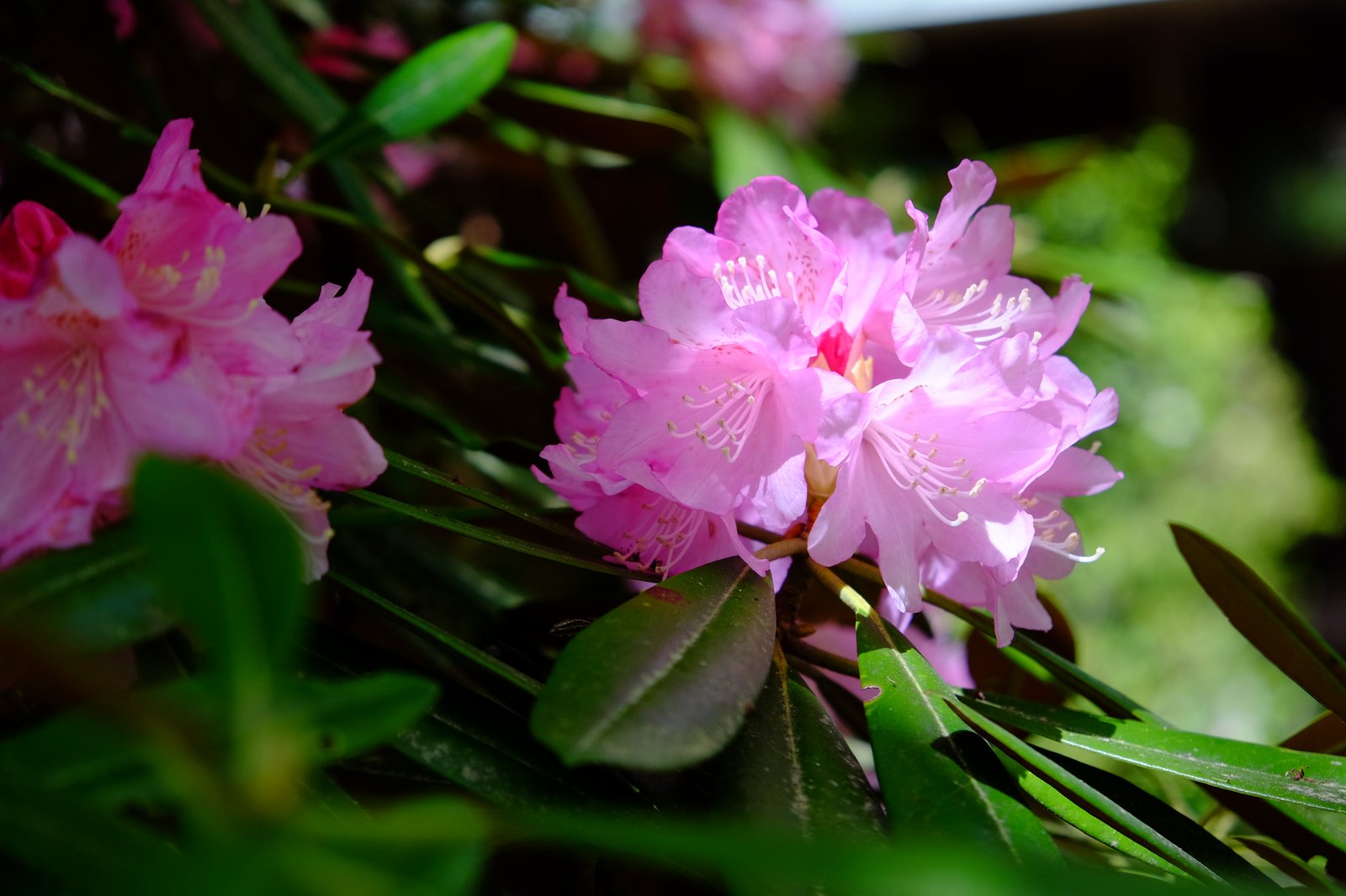 シャクナゲの花