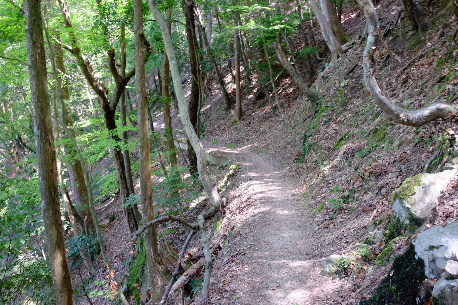 本格的な登山道