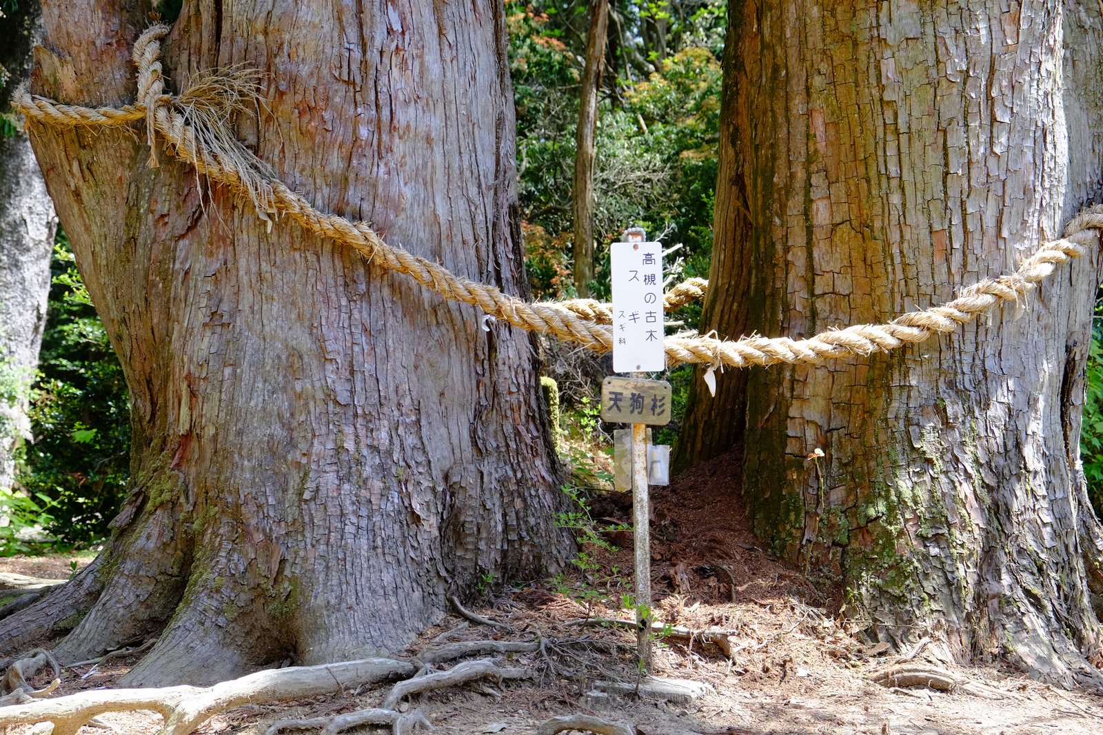 天狗杉の根元