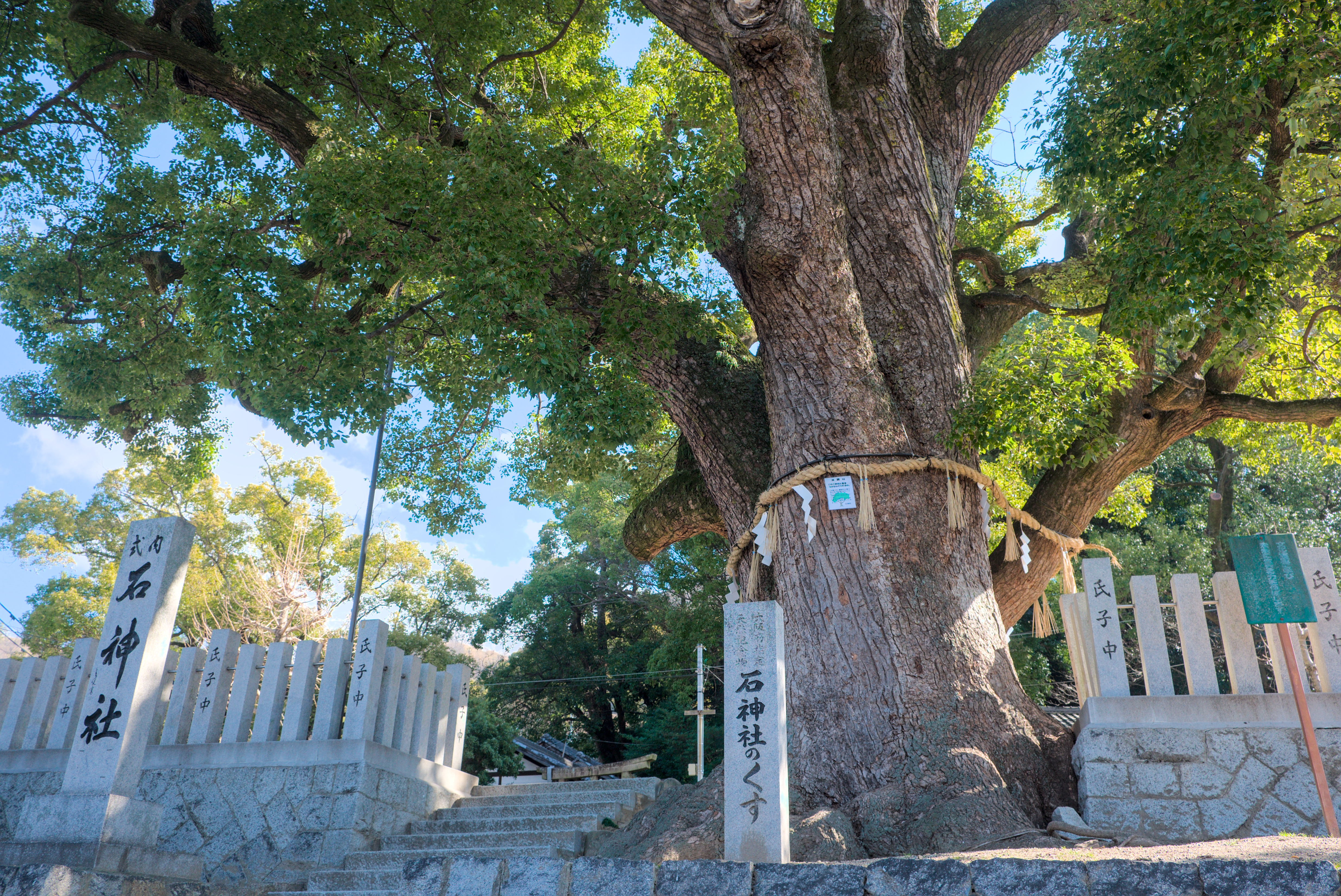 石神社のクスノキ