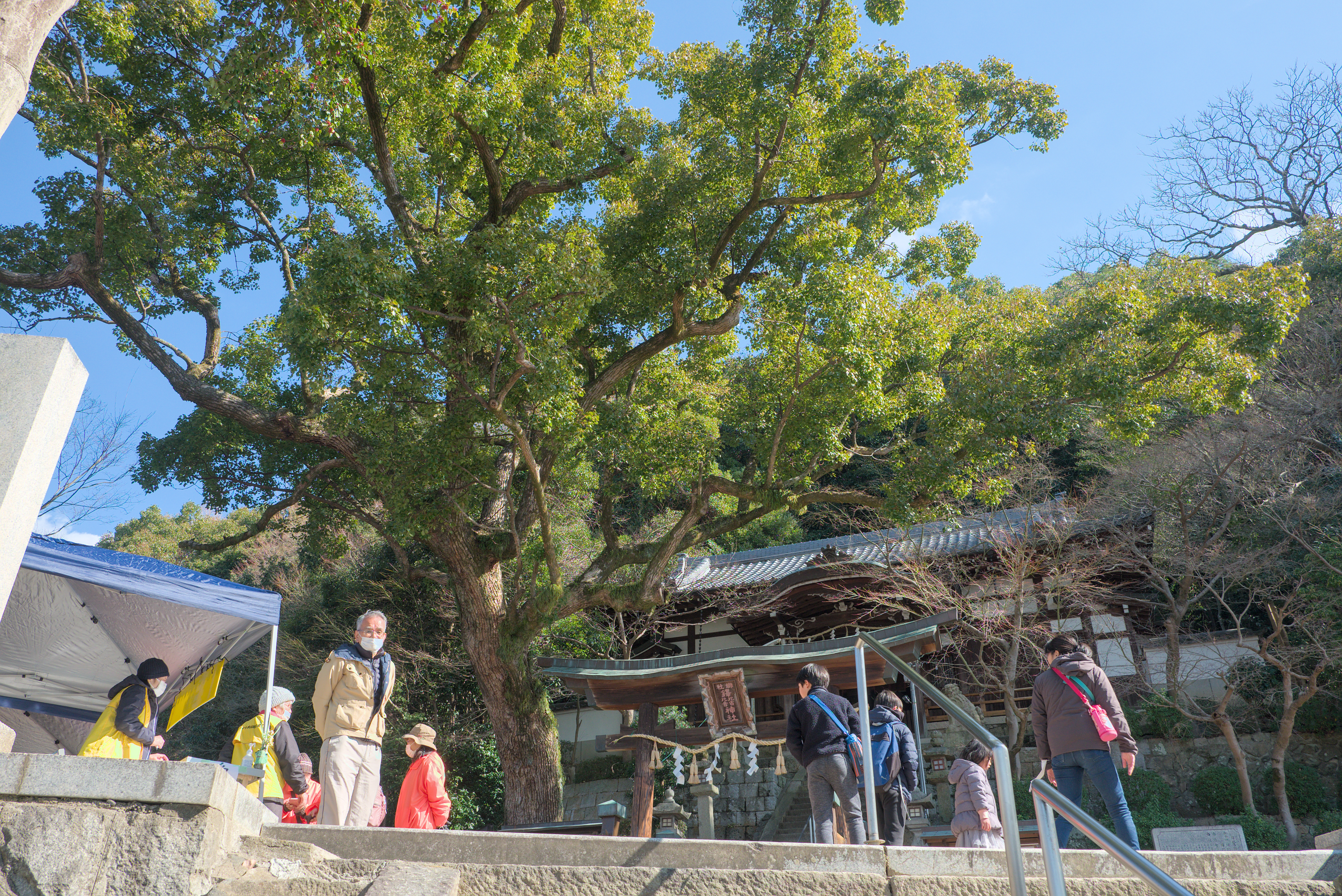 鐸比古鐸比賣神社と巨木