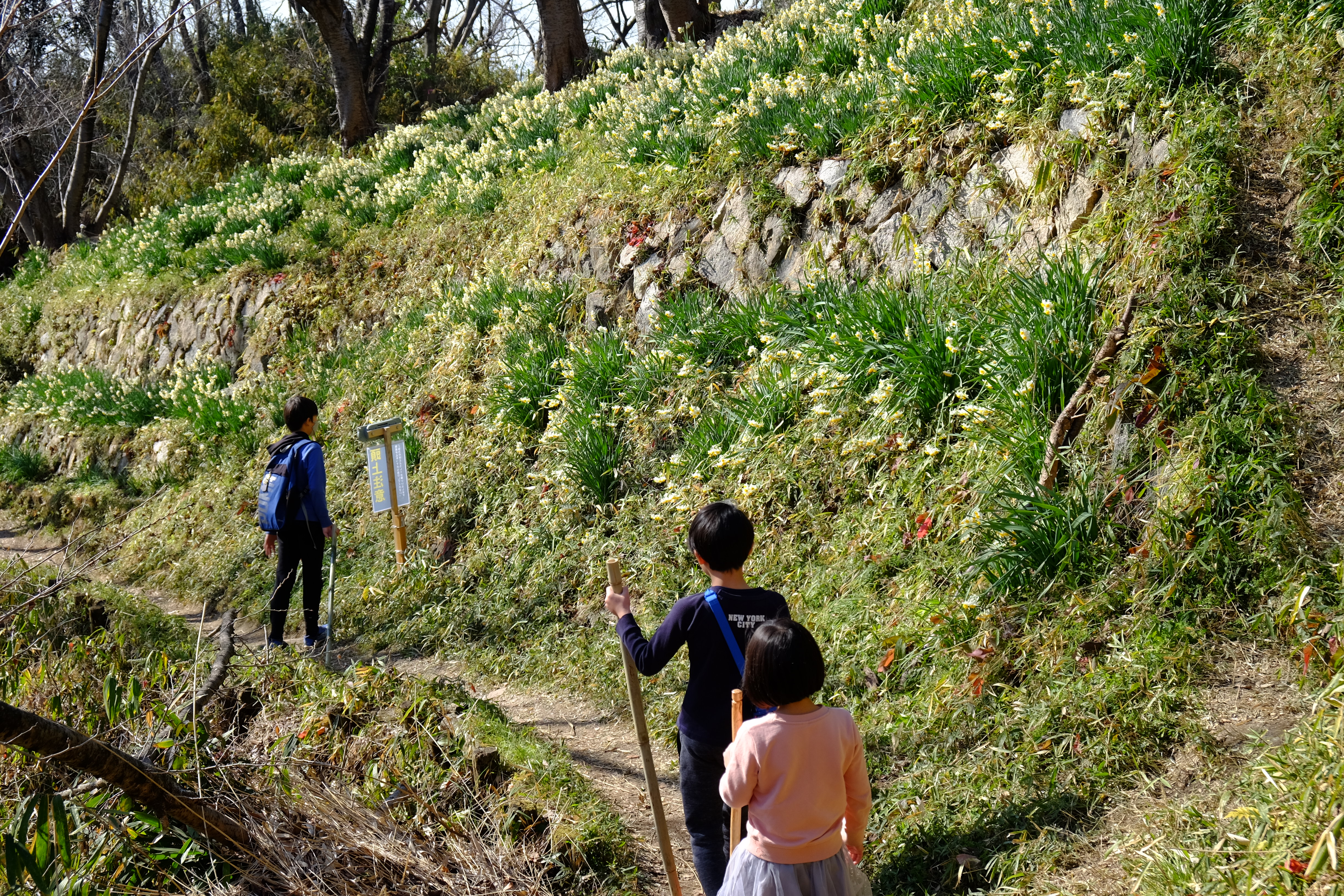 満開の水仙