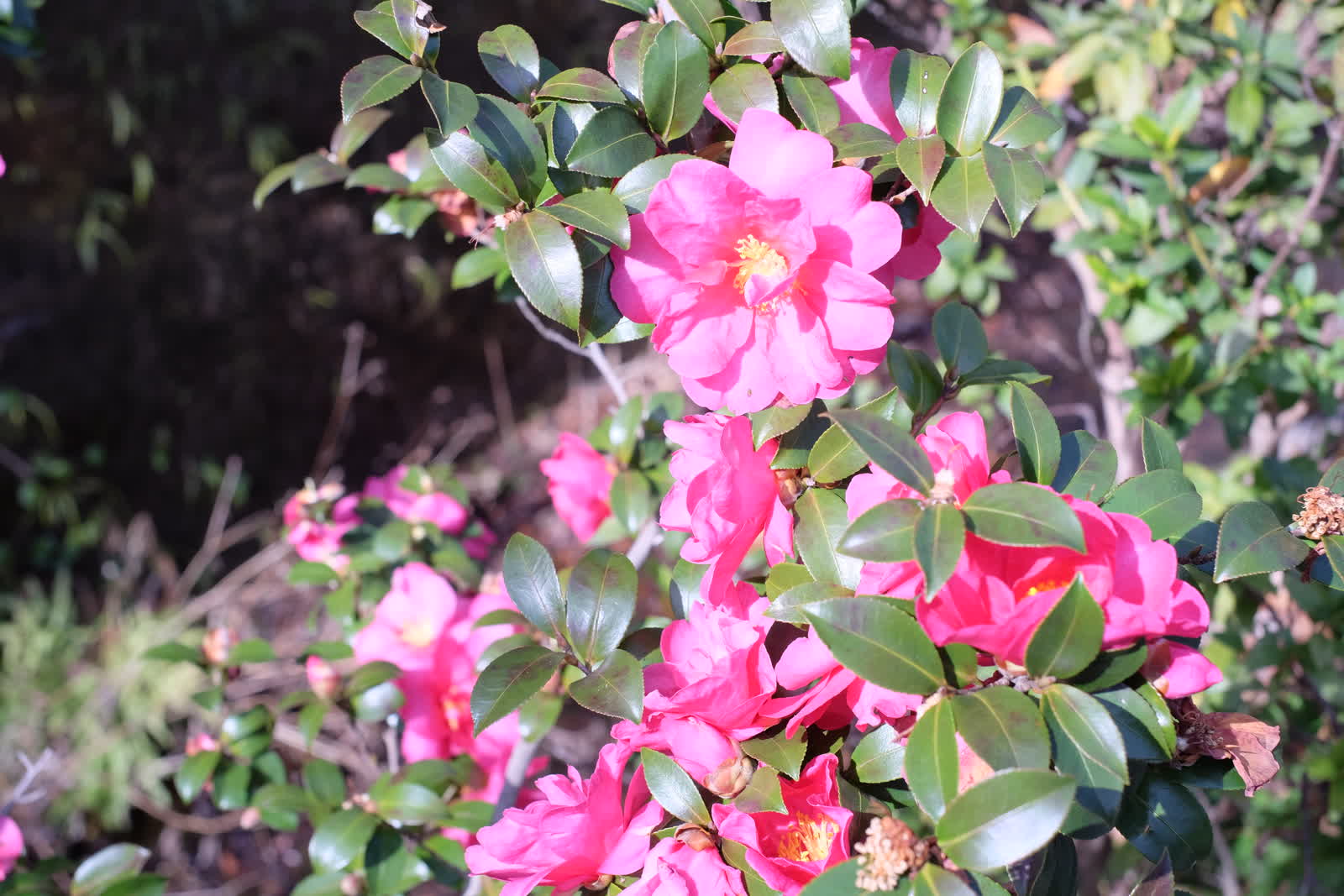 椿の花