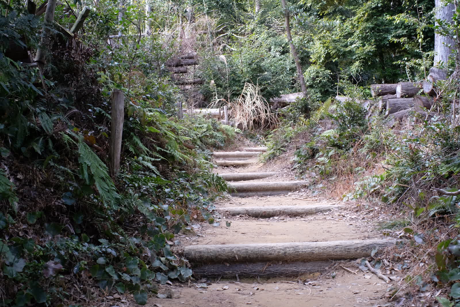 平坦な山道
