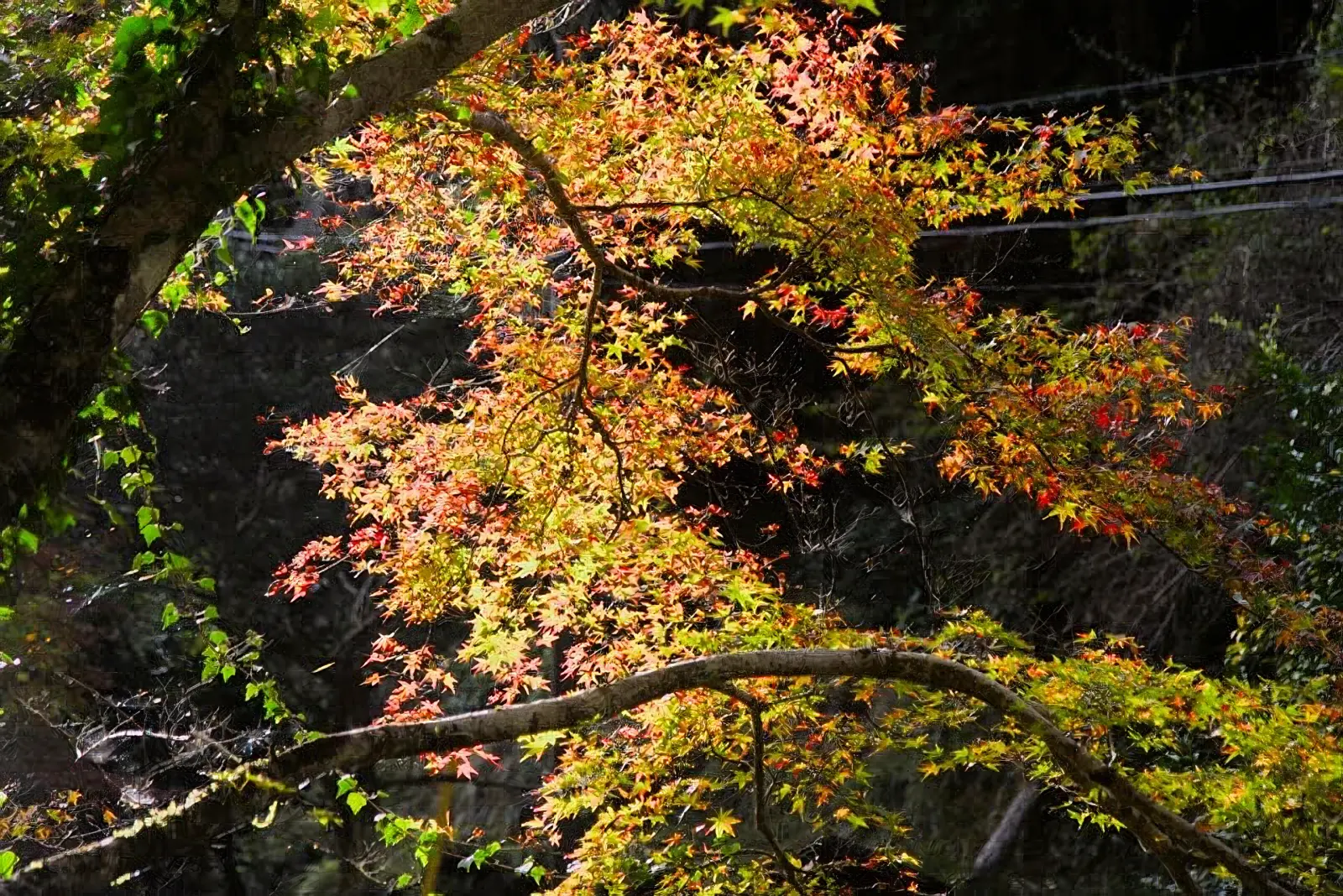 紅葉