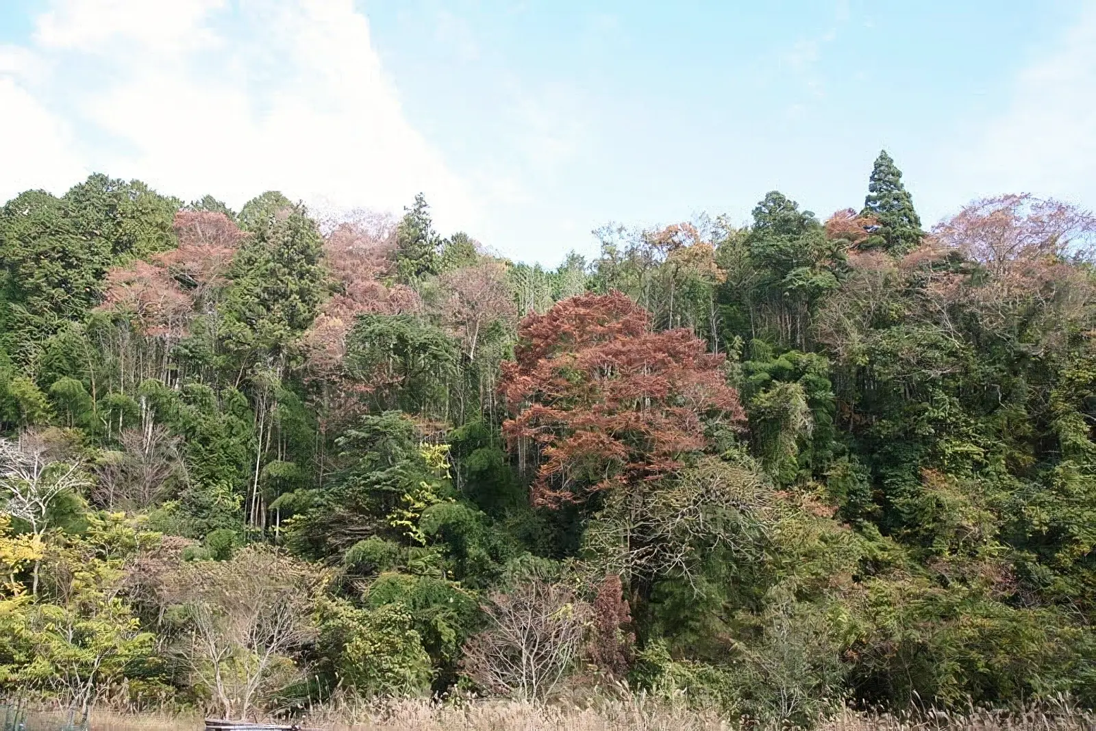 ささやきの小径から東の山側の眺め