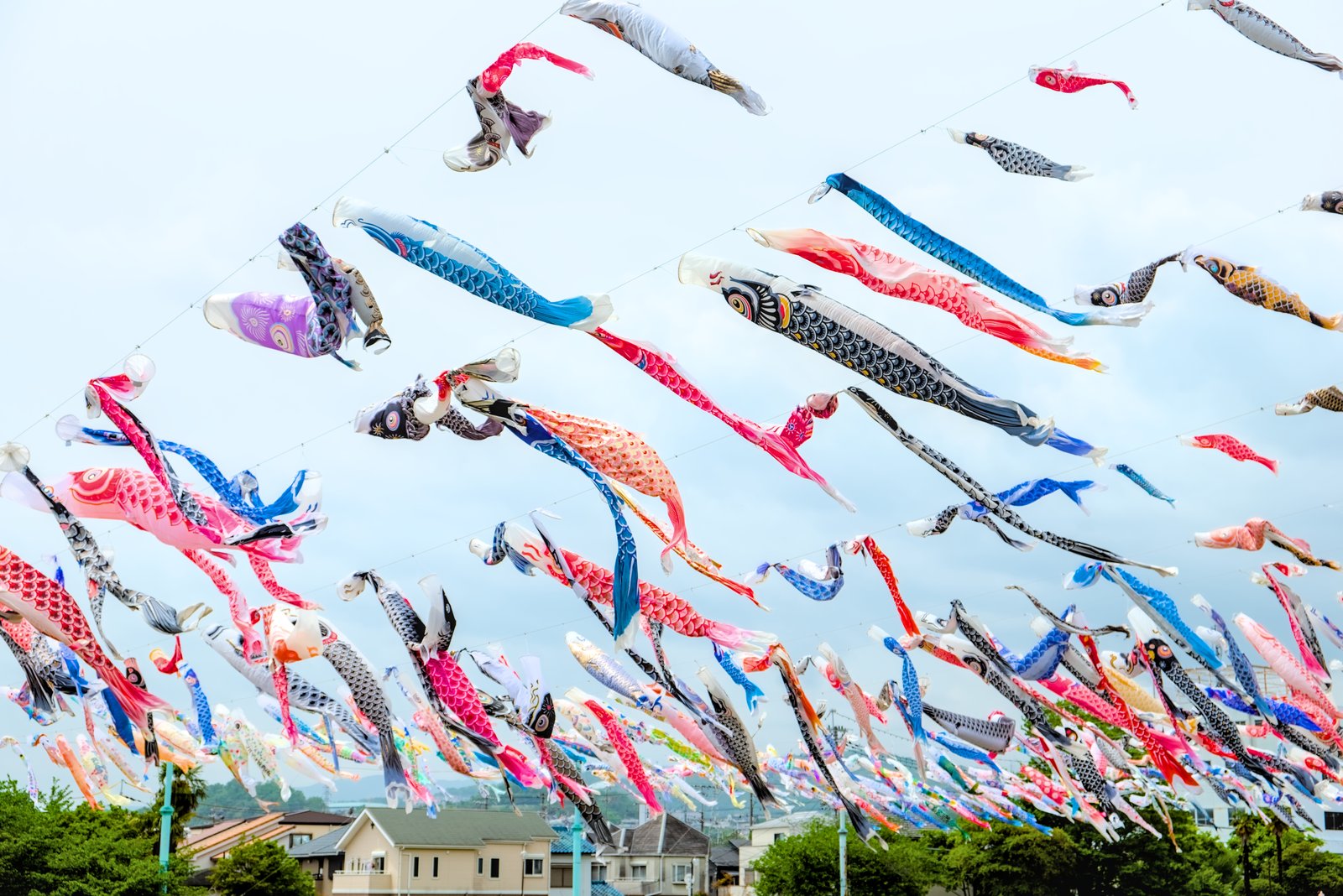 悠々と泳ぐ1000本のこいのぼり