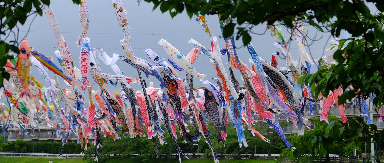 芥川の南西から見るこいのぼり