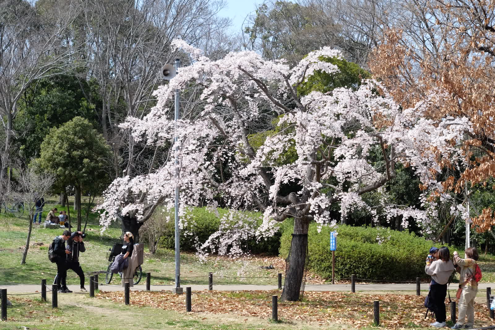 満開の桜の木