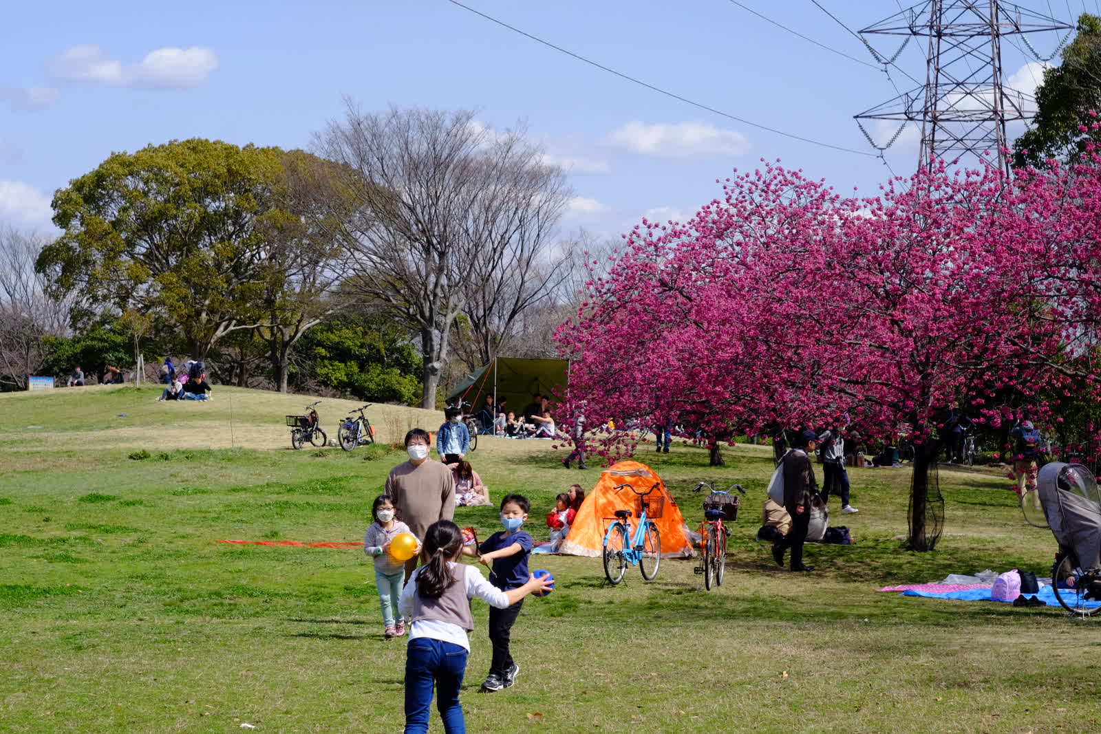 ピンクの桜