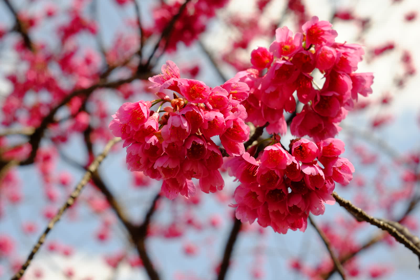 カンヒザクラ(寒緋桜)