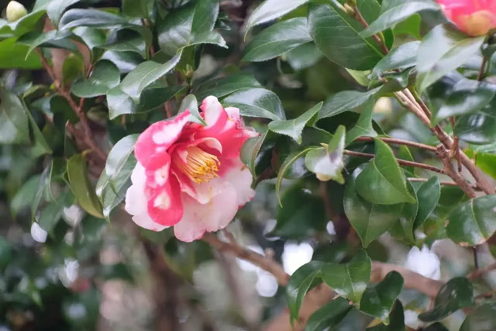 椿の花