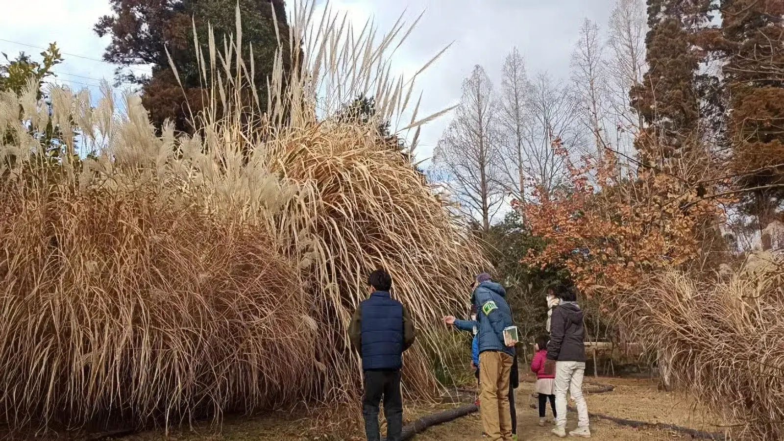 背の高いすすき