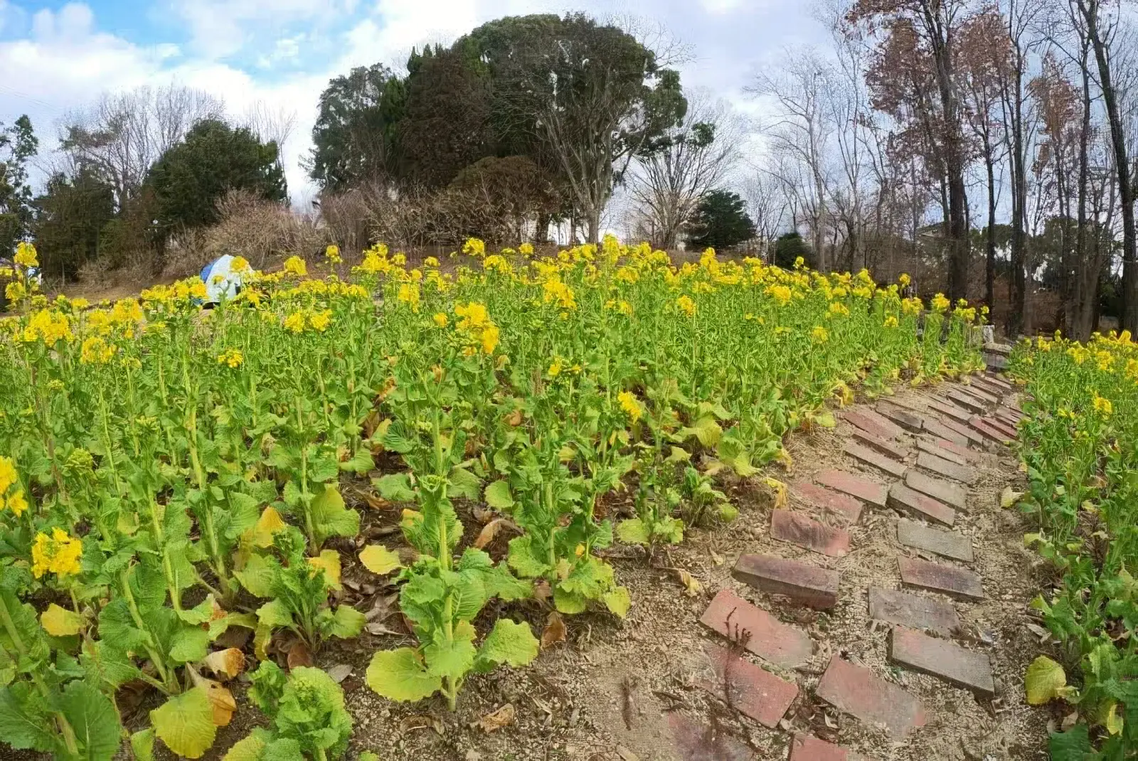 菜の花