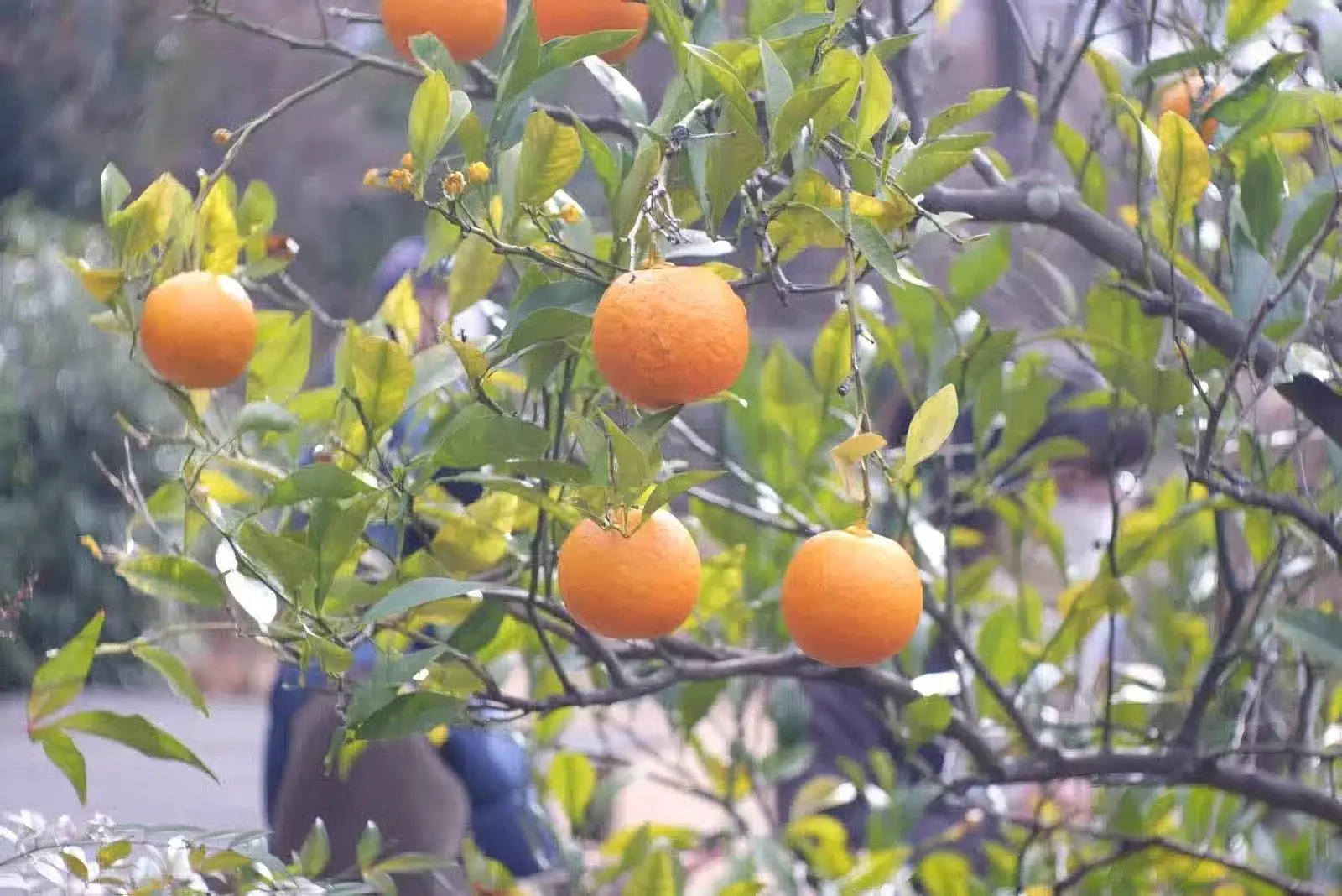 夏みかん