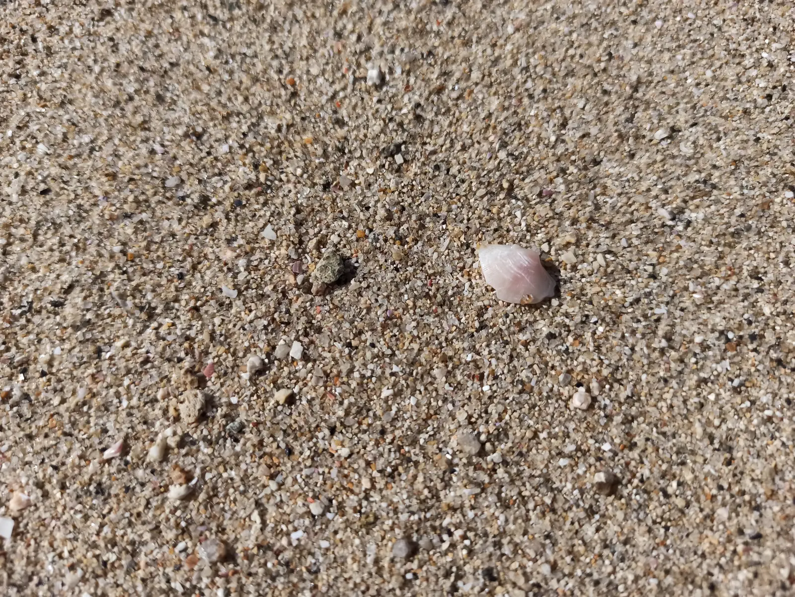 砂浜と貝殻