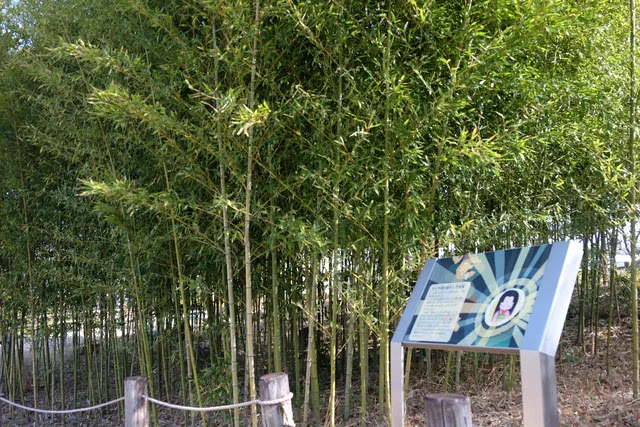 小さな竹林と竹取物語説明の看板