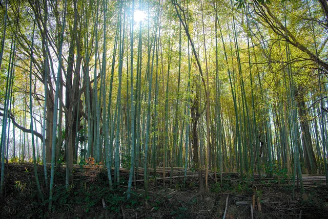 竹林